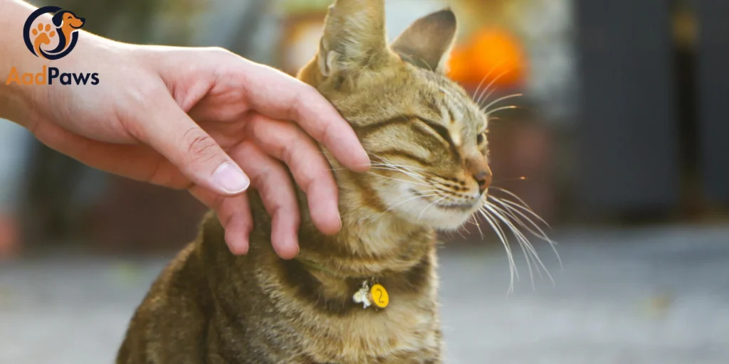 Trusted Pet Sitter